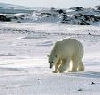 photo(chronicle, )